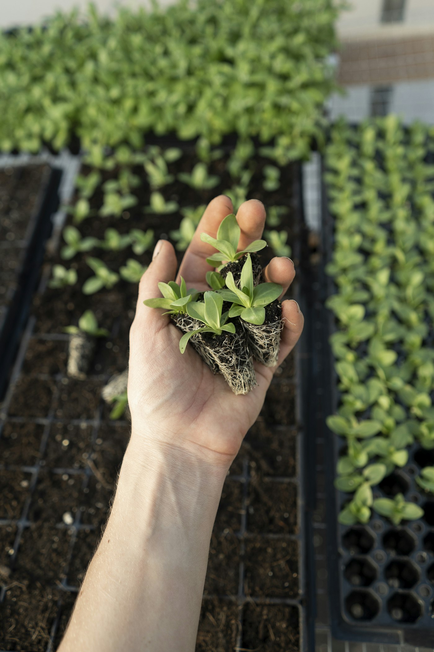 A hand holding young seedlings